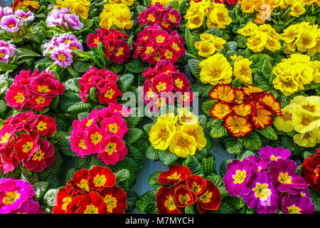 Primrose primaverili, colorate piante da letto primaverili in polianto Foto Stock