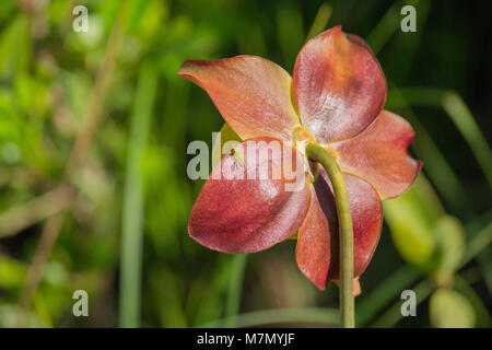 Piccola Cavalletta verde sulla petali di una pianta carnivora Foto Stock