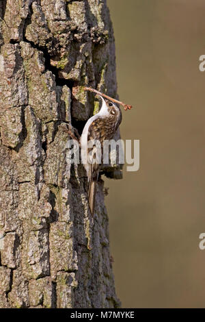 Eurasian rampichino alpestre Certhia familiaris prendendo materiale di nidificazione al sito nido dietro la corteccia di una quercia pendunculate Quercus robur tree Hampshire Englan Foto Stock