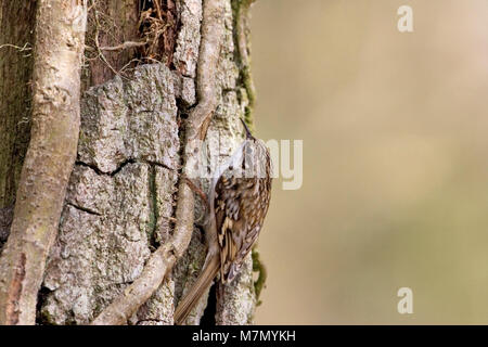 Eurasian rampichino alpestre Certhia familiaris prendendo materiale di nidificazione al sito nido dietro la corteccia di una quercia pendunculate Quercus robur tree Hampshire Englan Foto Stock