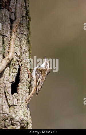 Eurasian rampichino alpestre Certhia familiaris prendendo materiale di nidificazione al sito nido dietro la corteccia di una quercia pendunculate Quercus robur tree Hampshire Englan Foto Stock