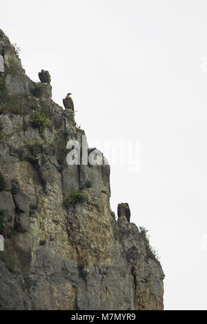 Eurasian grifone Gyps fulvus tre su scogliere Navarra Pirenei Spagna Maggio 2007 Foto Stock