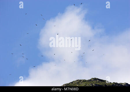 Grifone Gyps fulvus in volo Pirenei Francia Foto Stock