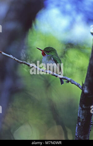 Il giamaicano tody Todus todus arroccato su ramoscello vicino a Mockingbird Hill Hotel Jamaica Febbraio 2003 Foto Stock