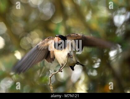 Barn Swallow (Hirundo rustica), isole Scilly, Regno Unito Foto Stock