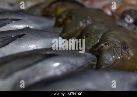 Close up di pesce fresco del mare della cina del sud intorno alle isole delle Filippine di cui al di fuori del display in una serata il mercato bagnato in vendita. Foto Stock