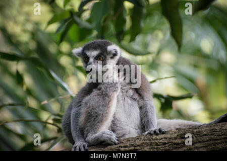 Attento catta si siede da solo sulla struttura ad albero e vide qualcosa di eccitante. Astuzia lemur sullo sfondo della natura Foto Stock