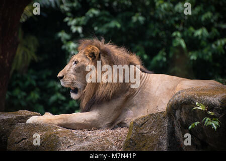 Il re leone è rilassante sulle pietre all'esterno. Formidabile predatore è giace a terra in un giorno caldo sullo sfondo della natura Foto Stock