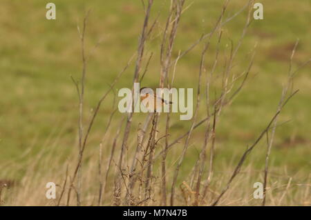 Stonechat europeo (Saxicola rubicola) arroccato su un ramo in movimento, preso alla Riserva Naturale di Elmley, Kent. Foto Stock