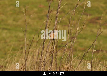 European Stonechat (Saxicola rubicola) prese a Elmley Riserva Naturale, Kent. Foto Stock