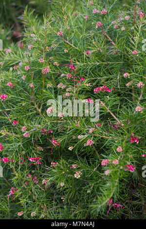 Grevillea "Canberra Gem' Foto Stock