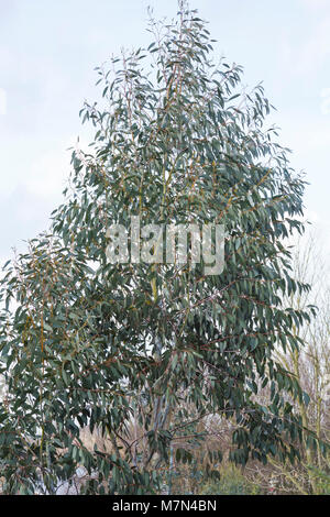 Eucalyptus pauciflora subsp. debeuzevillei Foto Stock