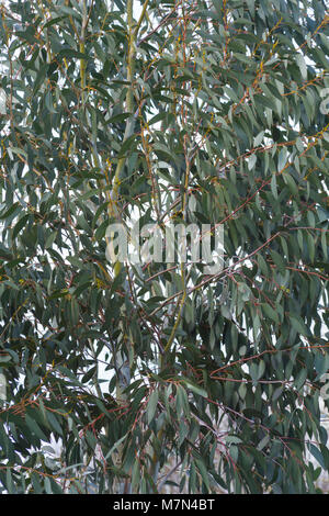 Eucalyptus pauciflora subsp. debeuzevillei Foto Stock