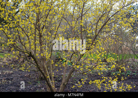 Cornus officinalis Foto Stock