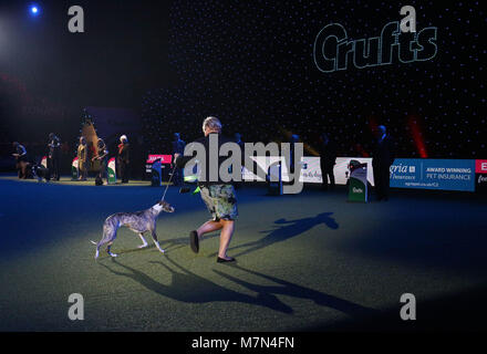 Stuzzicato il Whippet, con proprietario Yvette breve prima che lei è stato nominato campione del Supremo durante il giorno finale di Crufts 2018 al NEC di Birmingham. Foto Stock