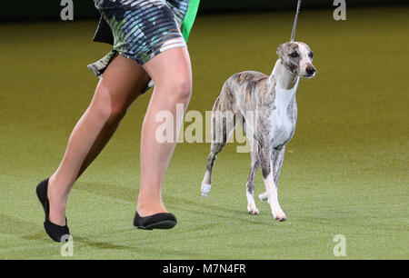 Stuzzicato il Whippet, con proprietario Yvette breve prima che lei è stato nominato campione del Supremo durante il giorno finale di Crufts 2018 al NEC di Birmingham. Foto Stock