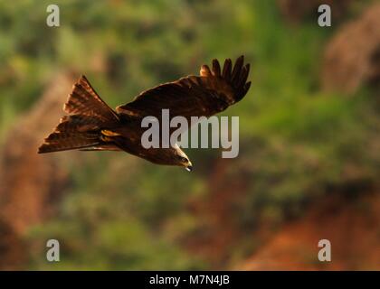 Aquilone rosso (Milvus milvus) che vola e caccia con piume in bocca, lato sulla vista. Foto Stock