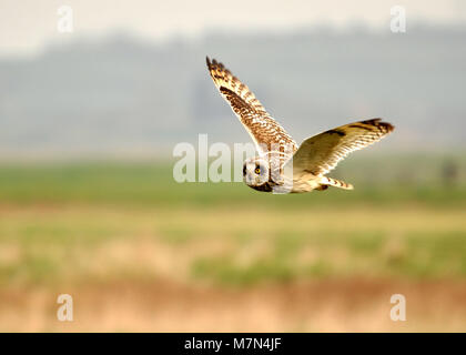 Owl dalle orecchie corte (Asio flammeus) caccia, vista laterale su tutta la paludi. Presa sulla riserva naturale di Elmley, isola di Sheppey, Inghilterra. Foto Stock