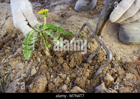 Coltivatore a mano rimuovere le erbacce dal terreno sul campo Foto Stock