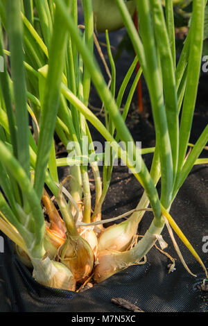 Cluster di Walla Walla cipolle crescono in un giardino con tessuto nero telone intorno a loro per ridurre al minimo le erbacce Foto Stock