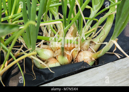 Cluster di Walla Walla cipolle crescono in un giardino con tessuto nero telone intorno a loro per ridurre al minimo le erbacce Foto Stock