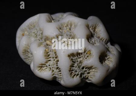 Brain Coral foto macro, lavato fino, che si trova su una spiaggia cubana. Marzo, 2018. Foto Stock