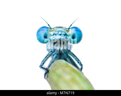 Funny Dragon Fly o fanciulla Fly Selfie insetto ritratto su Stick Verde isolato su bianco Foto Stock