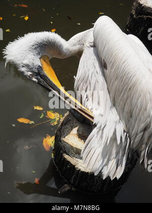 Pelican graffiare un prurito Foto Stock