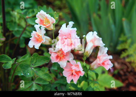 Bocca di Leone bianco o Antirrhinum. Close up snap dragon fiore nel giardino come sfondo colorato o carta. Bocca di Leone è stato conosciuto fin dall'antichità. Bella Pianta di bocche di leone fiori in un giardino botanico. Foto Stock