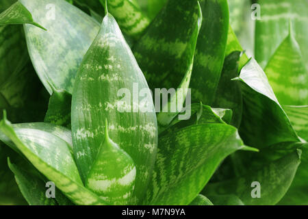 Con sfondo verde foglie tropicali. Concetto di natura Foto Stock