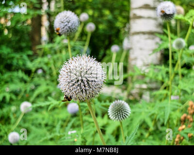 Più bianco fiori allium impollinate dalle api sul prato sfondo naturale Foto Stock