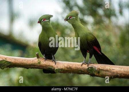 West African Green's Turaco (Tauraco persa) ritratto Foto Stock
