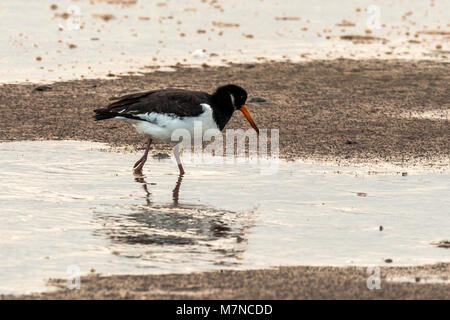 Oystercatcher (Haematopodidae) riverside ritratto. Foto Stock