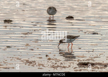 (Redshank Tringa totanus) riverside ritratto Foto Stock