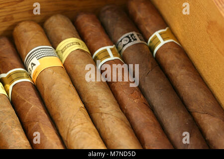 I sigari in un humidor close up Foto Stock