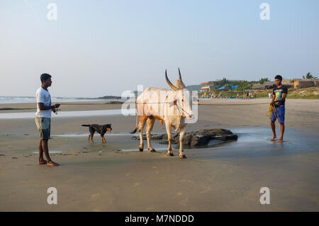 GOA, India - 23 gennaio 2015: due uomini sulla spiaggia di vacca di contenimento con il cane ansimante in background. Foto Stock