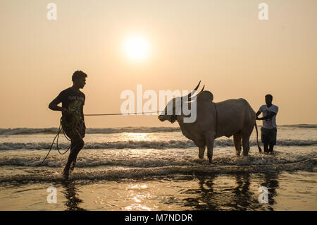 GOA, India - 23 gennaio 2015: due uomini che tengono e tirando testardo mucca in onde al tramonto. Foto Stock