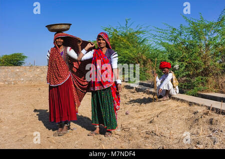 Regione GODWAR, India - 14 febbraio 2015: Rabari tribeswomen stand in campo indossando sarees e superiore braccio braccialetti. Una benna di saldi sulla testa. Rabari Foto Stock