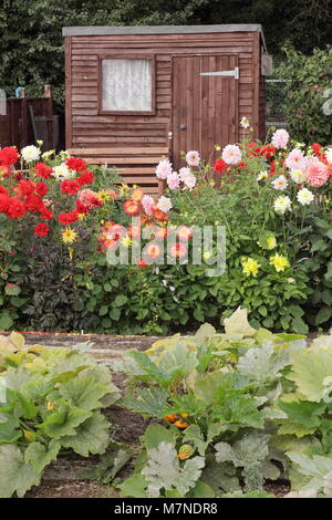 Capannone e dalia fiori su un ben conservato riparto in tarda estate (agosto), Rotherham, Regno Unito Foto Stock