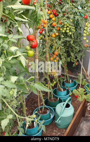 Le piante di pomodoro con foglie inferiori rimosse, maturazione in una serra domestica nella tarda estate, REGNO UNITO Foto Stock