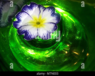 Fiori colorati in bicchiere di vetro Foto Stock