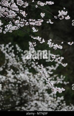 Zhangjiajie, provincia cinese di Hunan. Undicesimo Mar, 2018. Fiori di Ciliegio sono visti al Wulingyuan scenic area nella città di Zhangjiajie, centrale provincia cinese di Hunan, 11 marzo 2018. Credito: Wu Yongbing/Xinhua/Alamy Live News Foto Stock