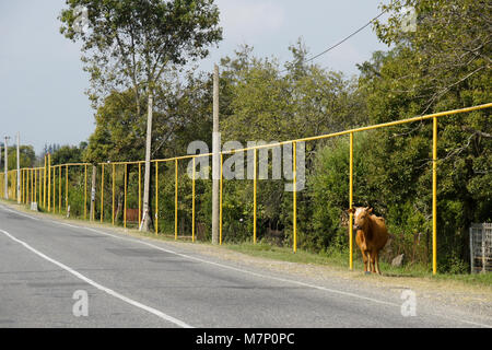 Sopra la superficie del suolo tubazioni del gas naturale, dipinto di giallo e installato durante il periodo sovietico, correre al fianco di una strada attraverso Kheta, Georgia Foto Stock