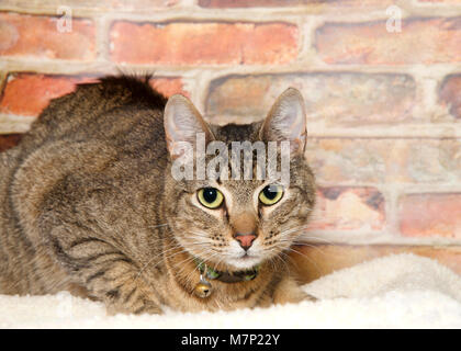 Tabby cat accucciato giù sulla coperta di fronte a un muro di mattoni guardando direttamente al visualizzatore. Indossa un collare con campanello. I gatti cacciano piccole prede ed entrambi fer Foto Stock