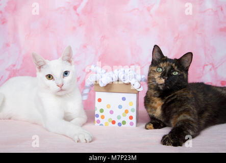 Una tartaruga tortie tabby cat posa su una coperta rosa accanto a un bianco gattino con heterochromia, occhi dispari, 1 giallo 1 blu, con un festoso delle prese Foto Stock