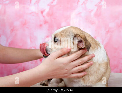 Giovani mani abbracciando un senior Chihuahua cane sul pavimento in marmo rosa di sfondo, la più piccola razza di cane e è chiamato dopo lo stato di Chihuahua in Messico Foto Stock