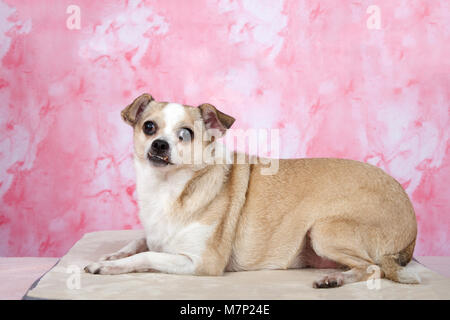 Ritratto di un senior Chihuahua cane sul pavimento in marmo rosa di sfondo, la più piccola razza di cane e è chiamato dopo lo stato di Chihuahua in Messico. Foto Stock