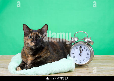 Tartaruga tortie tabby cat posa su un soffice coltre verde sul pavimento di legno, sfondo verde accanto a un vecchio orologio sveglia impostata a ore 1 Foto Stock