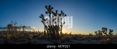 Sole che tramonta dietro al California alberi di Joshua formando le ombre nel deserto di Mojave. Foto Stock