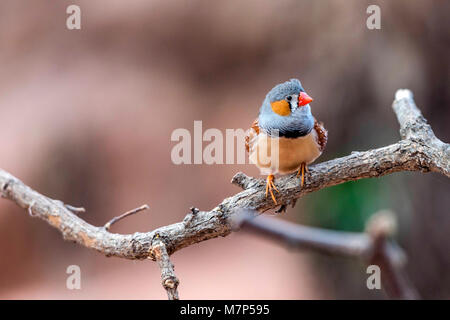 Australian Gems - Zebra Finch (Taeniopygia guttata) la collezione di ritratti Foto Stock